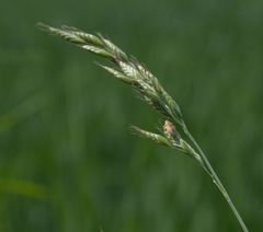 Bromus hordeaceus hordeaceus