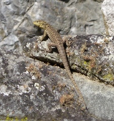 Stenocercus crassicaudatus