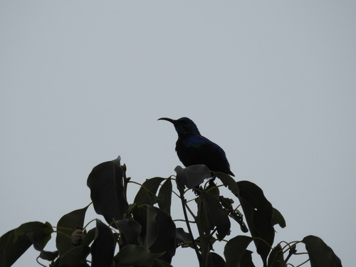 iNaturalist image