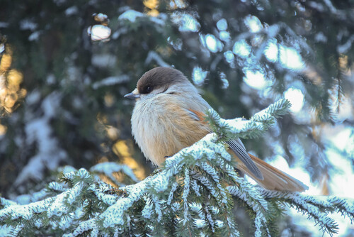 Siberian Jay (Perisoreus infaustus), photo 4