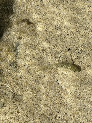 Parablennius parvicornis