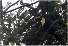 Ramphastos brevis