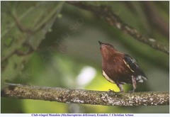 Machaeropterus deliciosus