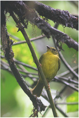 Myiothlypis chlorophrys