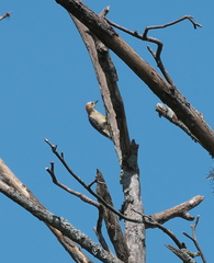 Melanerpes rubricapillus