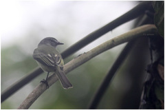Myiopagis viridicata