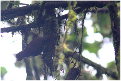 Syndactyla subalaris