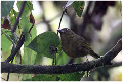 Chlorothraupis stolzmanni