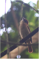 Pachyramphus homochrous