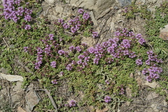 Thymus linearis