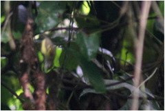 Euchrepomis callinota