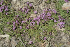 Thymus linearis