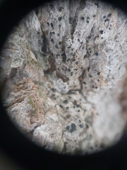 Cresponea chloroconia