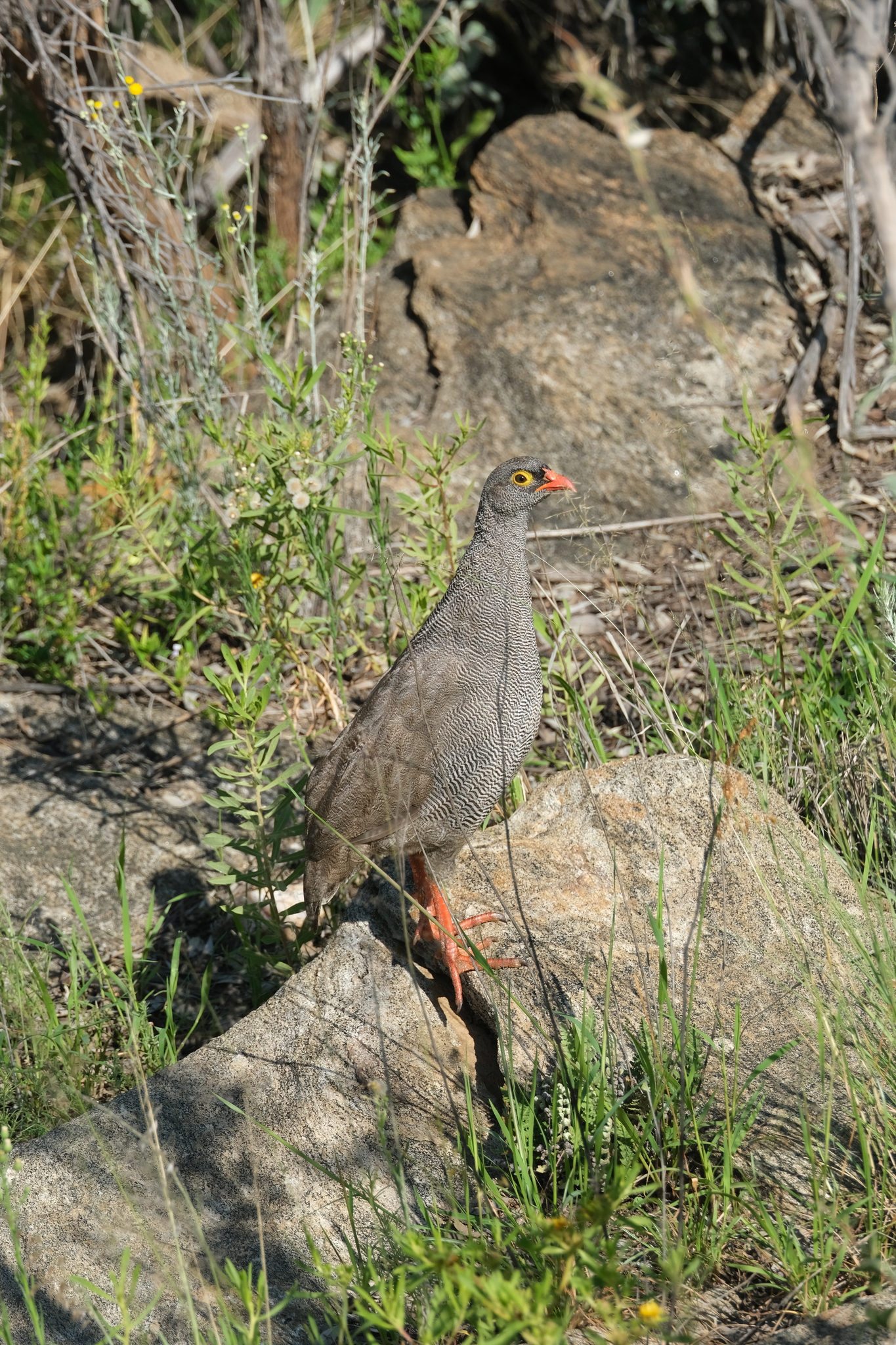 Red-billed Spurfowl (Pternistis adspersus), photo 2