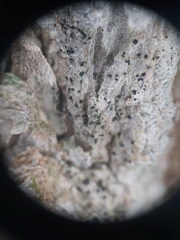 Cresponea chloroconia