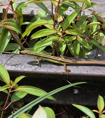 Takydromus sexlineatus