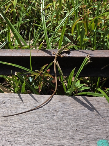 Takydromus sexlineatus