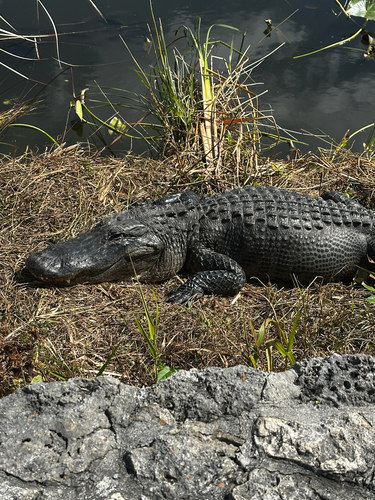 American Alligator