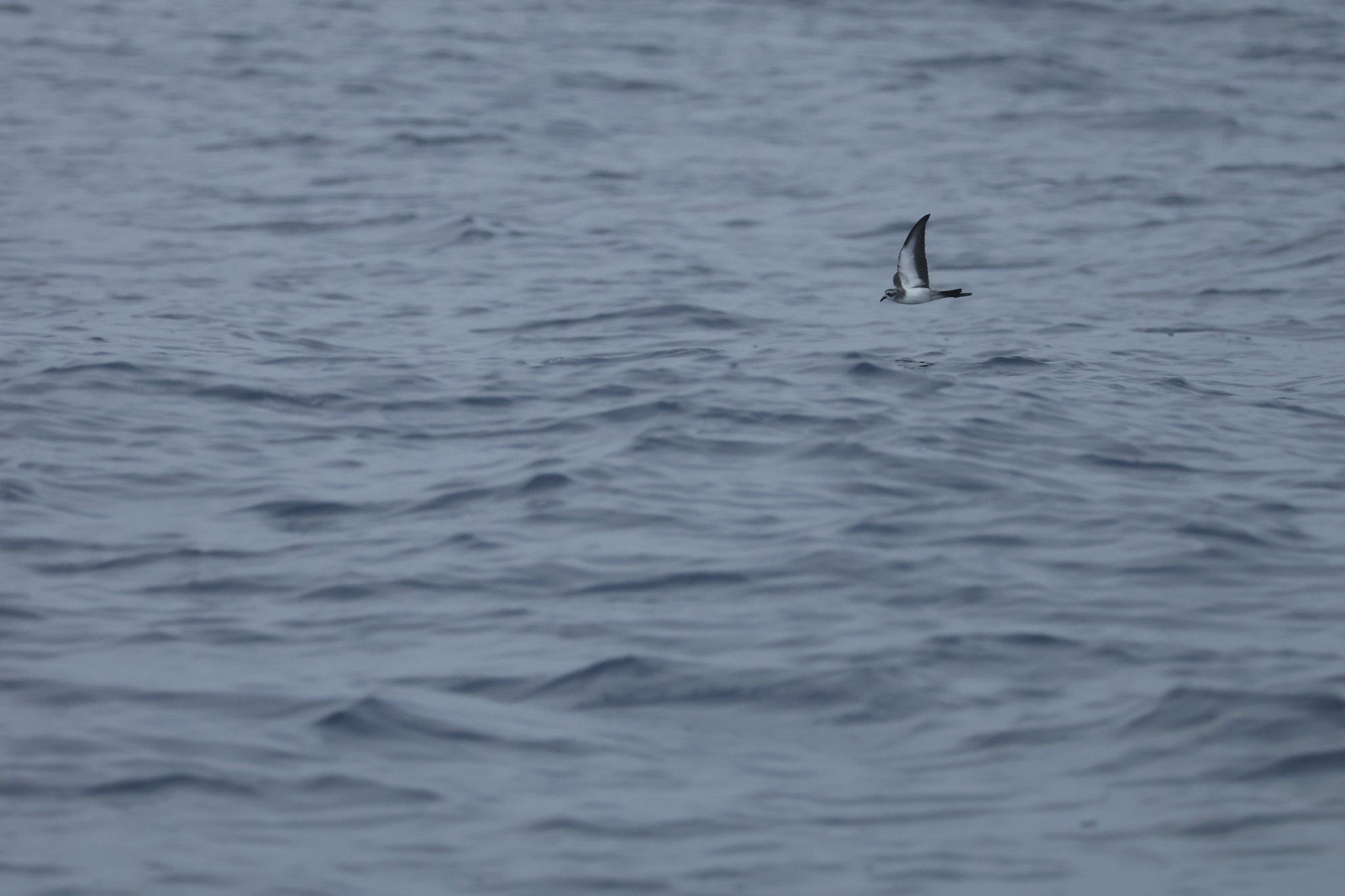 White-faced Storm Petrel (Pelagodroma marina), photo 1