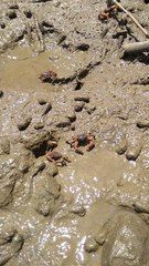 Brachyura
