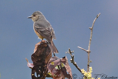 Knipolegus poecilurus