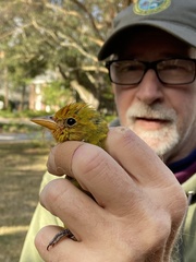 Piranga ludoviciana
