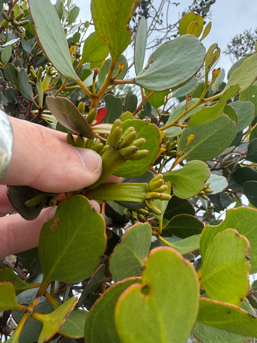 Eucalyptus platypus, photograph 4