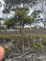 Eucalyptus platypus, photograph (c) Tyler Anthony, some rights reserved (CC BY)