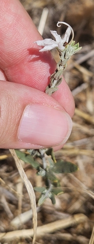 Grey Germander