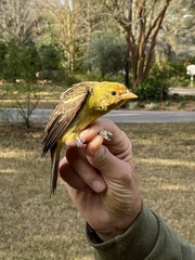 Piranga ludoviciana