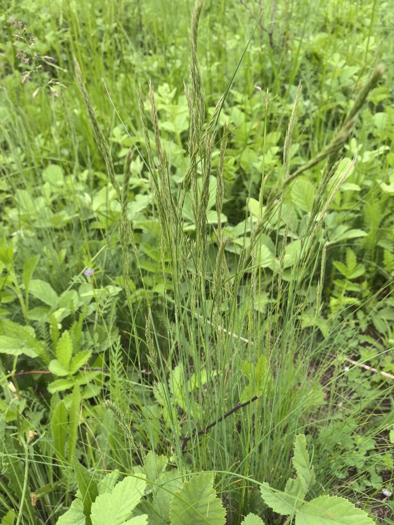 Festuca rubra