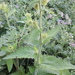 Cirsium carniolicum rufescens - Photo (c) Javier Peralta de Andrés, algunos derechos reservados (CC BY-NC), subido por Javier Peralta de Andrés