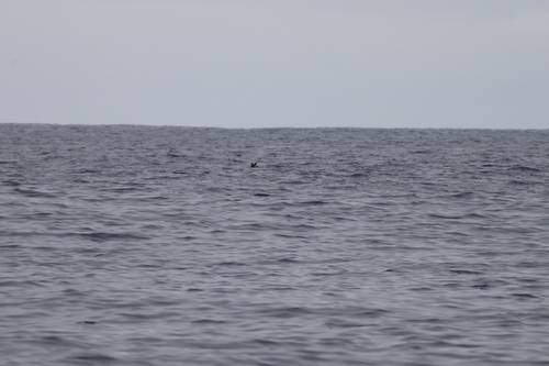 New Zealand Storm Petrel (Fregetta maoriana), photo 5