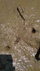Brachyura