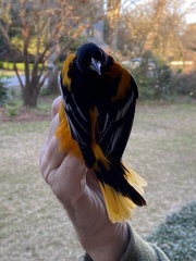 Icterus galbula