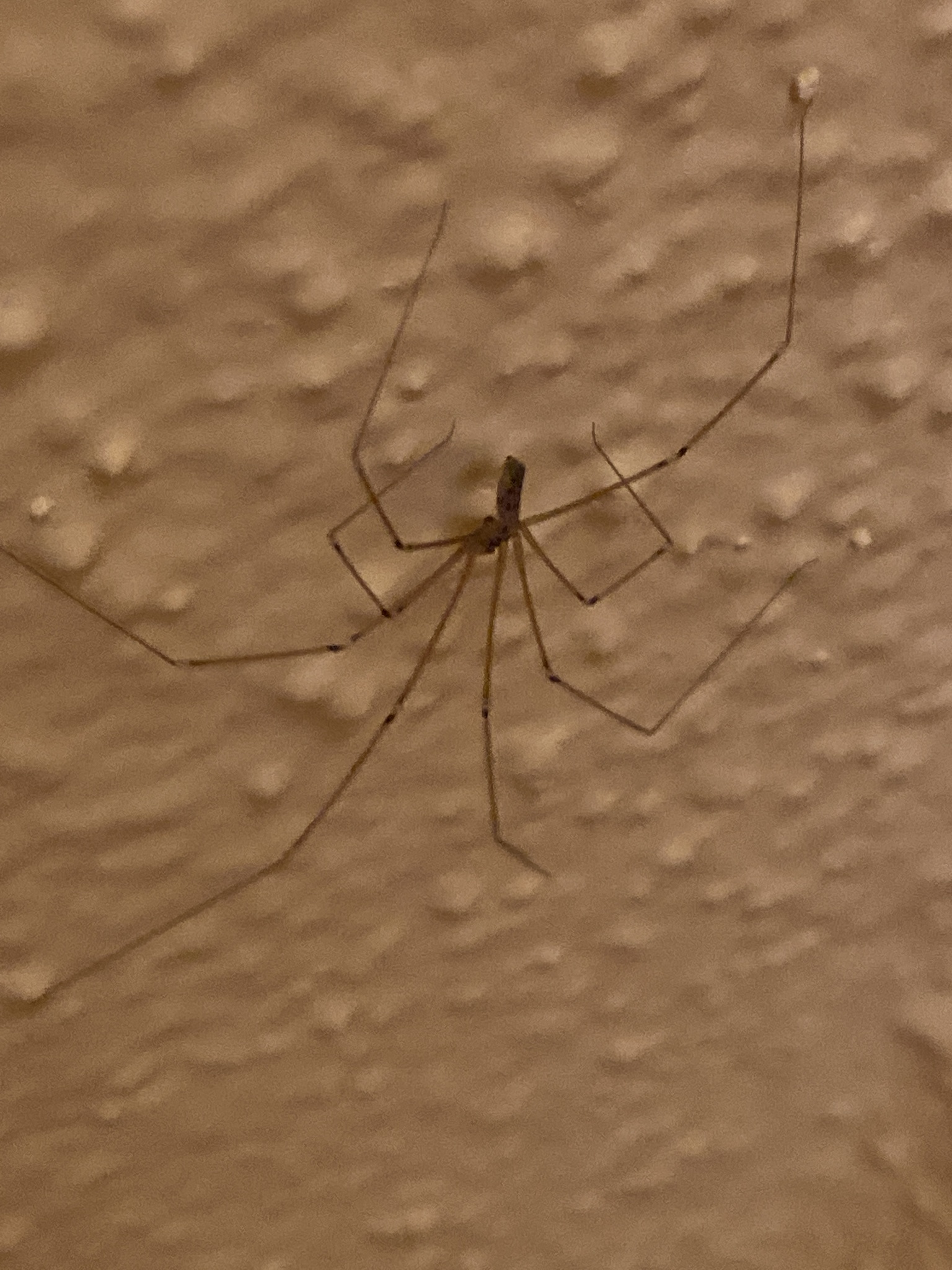 Pholcus phalangioides