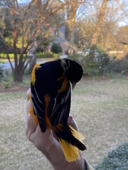 Icterus galbula