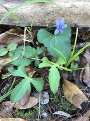 Viola edulis