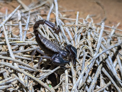 Urodacus butleri