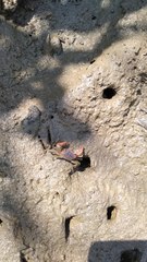 Brachyura