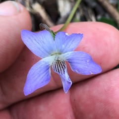 Viola edulis
