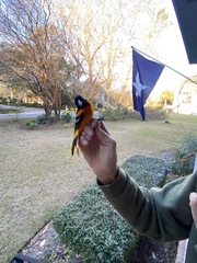 Icterus galbula
