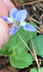 Viola edulis