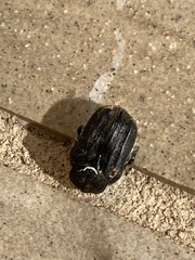 Tropinota squalida canariensis