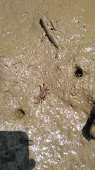 Brachyura