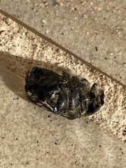 Tropinota squalida canariensis