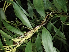 Dendrelaphis caudolineatus