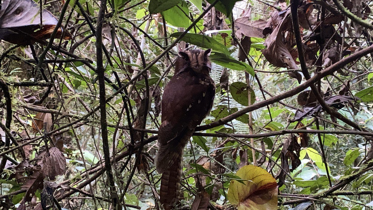 Feline Owlet-nightjar (Aegotheles insignis), photo 2