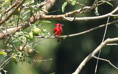 Pyrocephalus rubinus