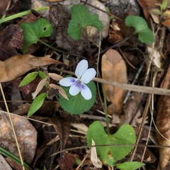 Viola edulis